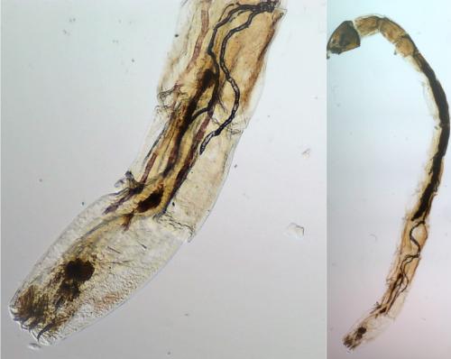 Dasyhelea sp.